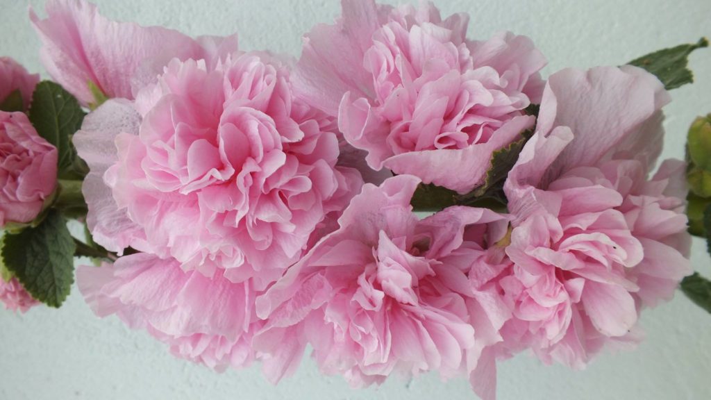 14138622_301592190217628_2470965980326362012_o