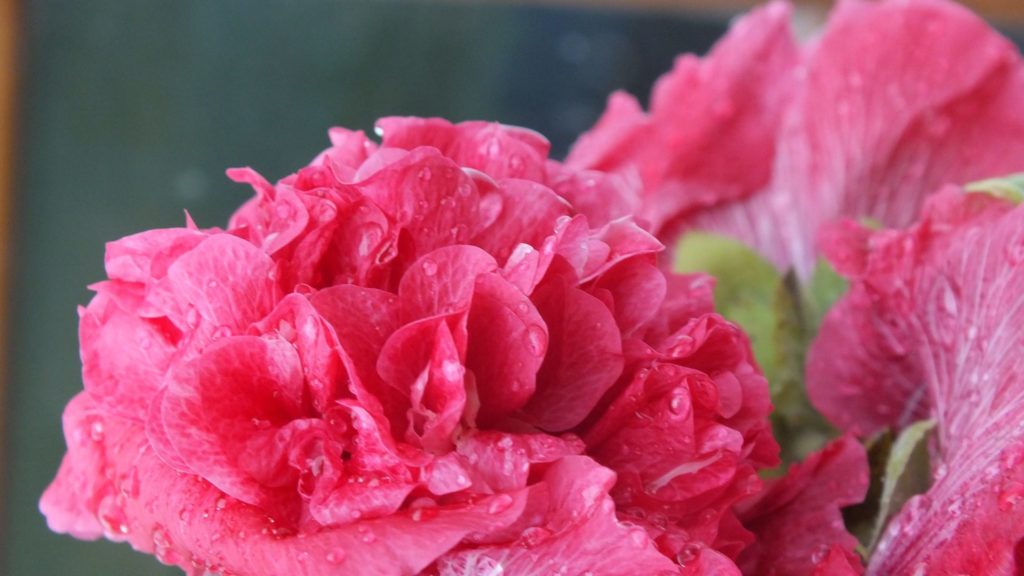 14188112_301592026884311_711549893849690809_o