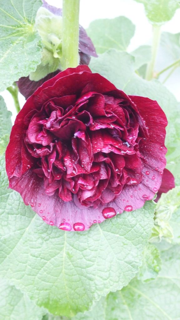 14188443_301592023550978_1043148242961116420_o