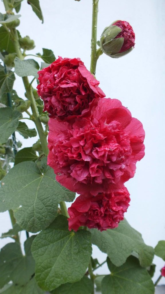 14196027_301592140217633_47480637043028122_o