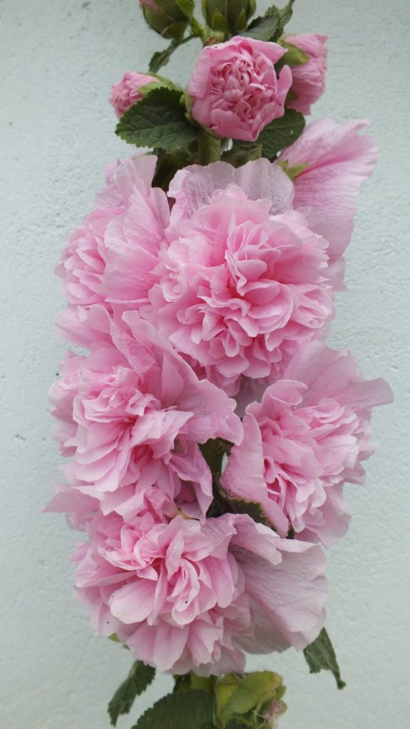 14231226_301592080217639_1824892309202803437_o