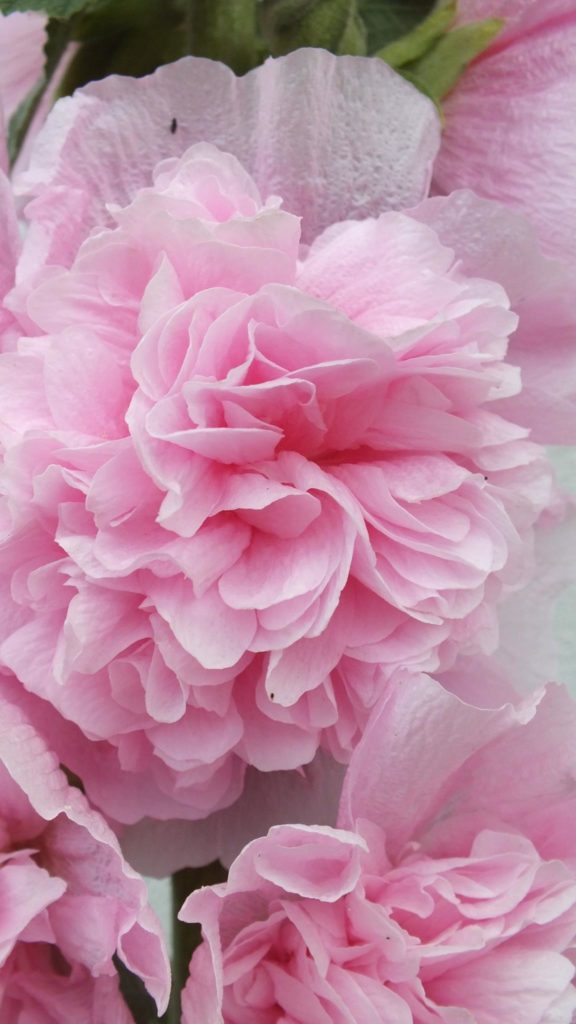 14231790_301592020217645_4741379385942480570_o