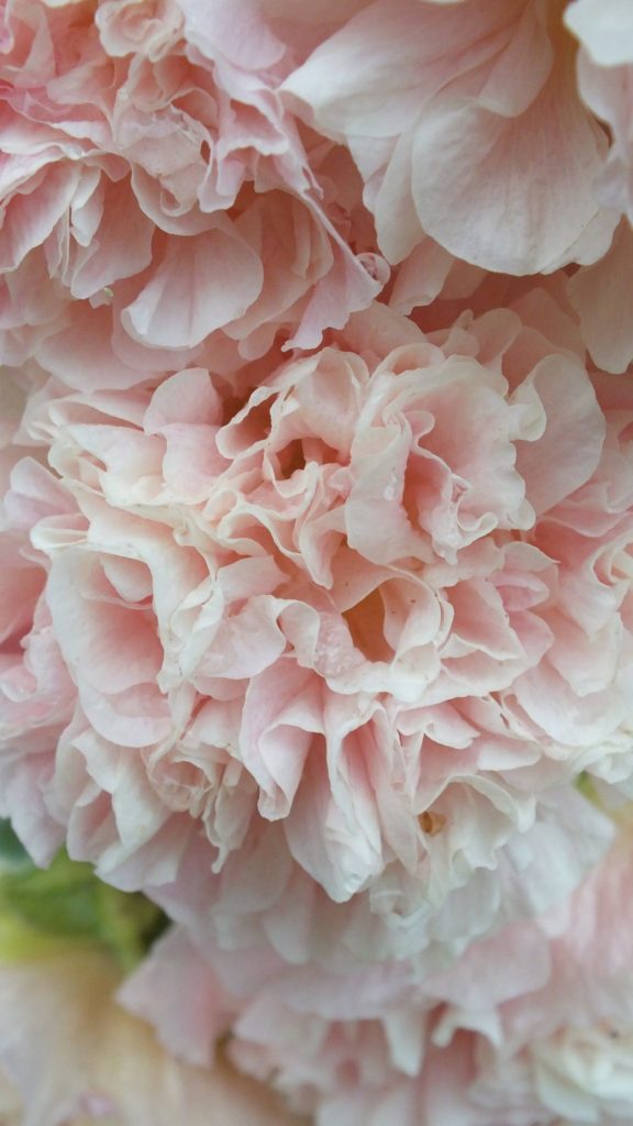 14241594_301592076884306_7223104459997282864_o