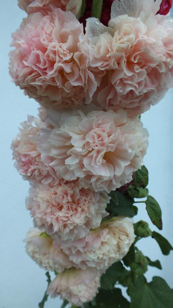 14242230_301592113550969_3006873047919923673_o