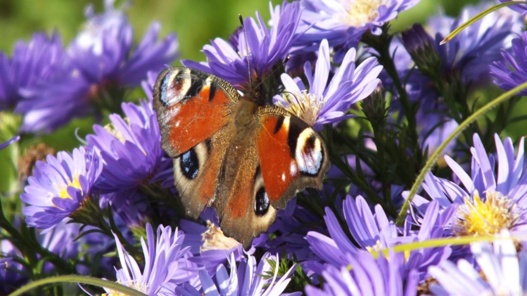 14468648_317962501913930_4267540921805276581_o